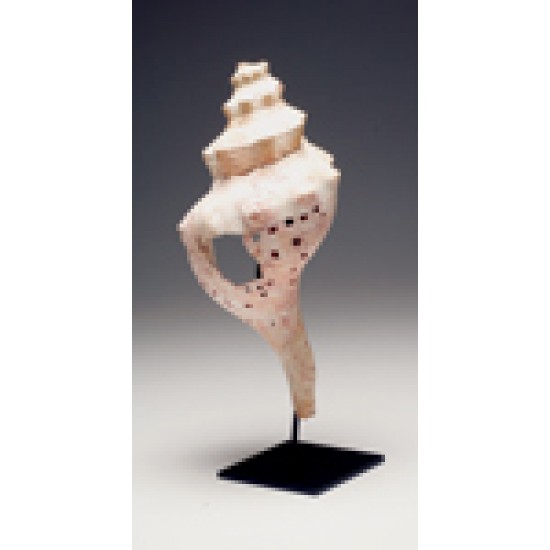 Huastec Decorated Conch Shell Trumpet