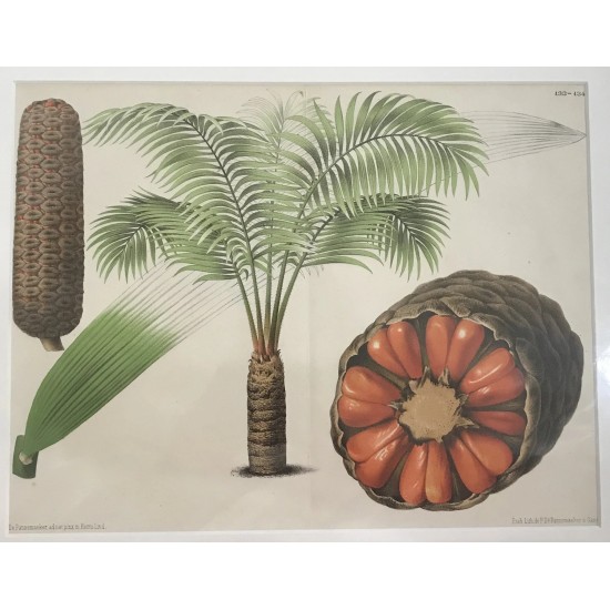 1890's Original Lithograph Of A Palm Plant